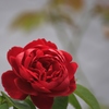 紅い薔薇♪