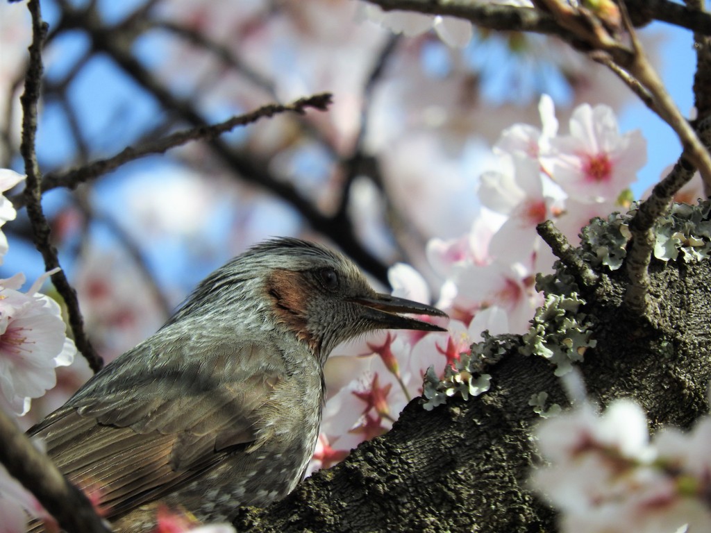 ひよ桜