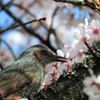 ひよ桜