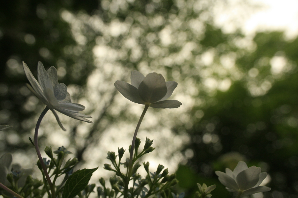 紫陽花　光と