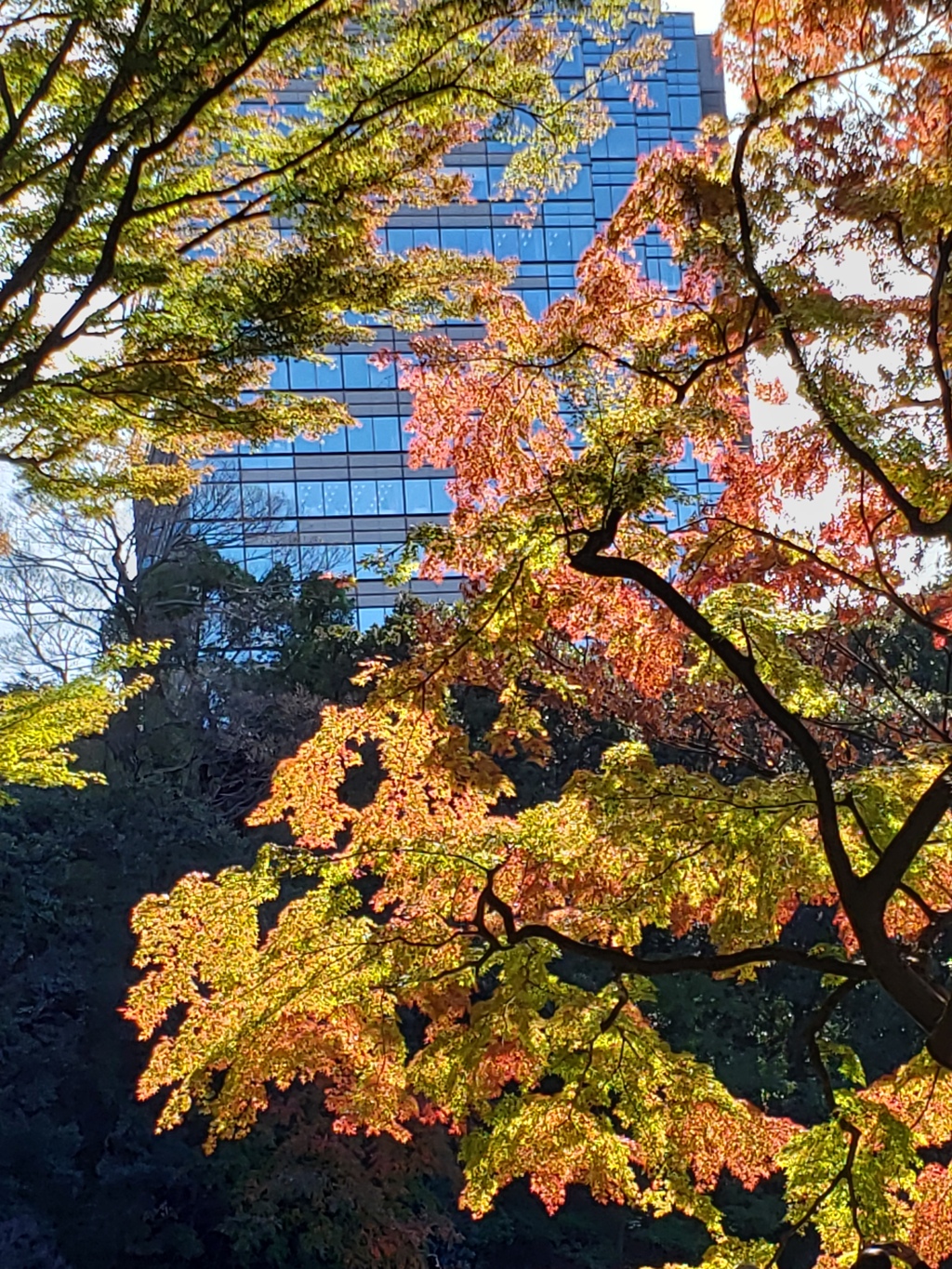 輝紅葉