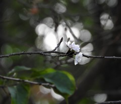 冬桜