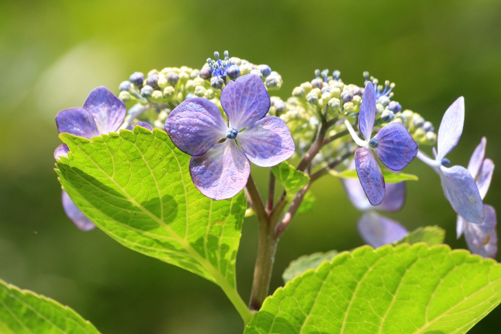 紫陽花　明