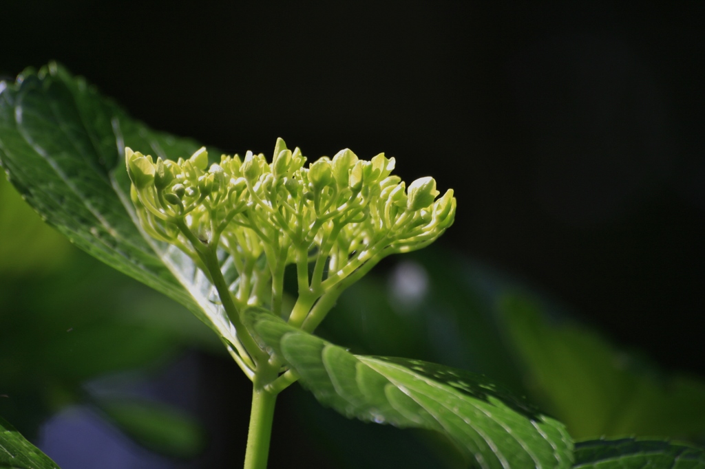 紫陽花　輝き