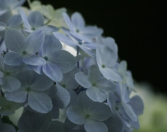 紫陽花って
