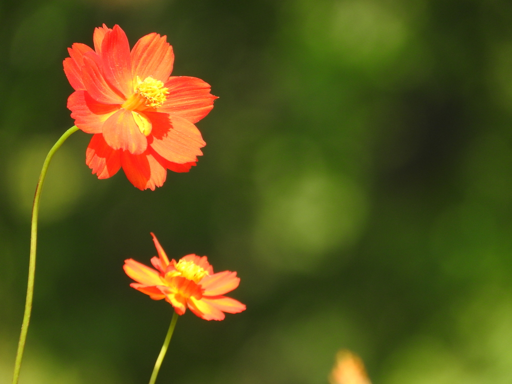 秋赤花Ⅱ