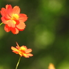 秋赤花Ⅱ