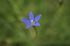 足下の花　蒼く咲く