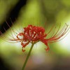 緑紅