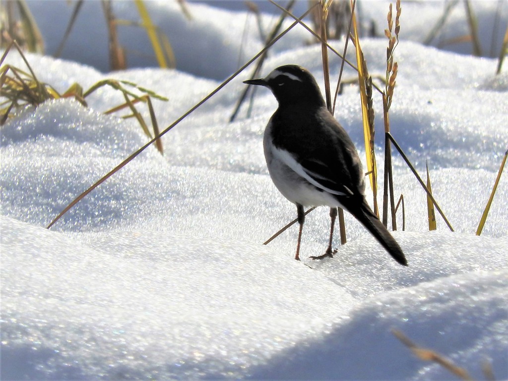雪・稲・鳥