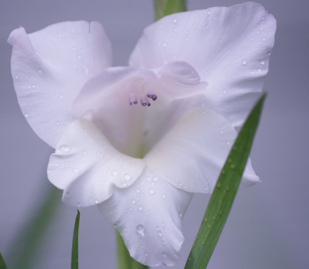 庭の花　化粧して