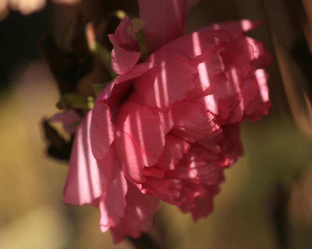 寒牡丹　スリット