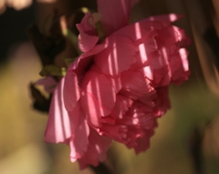 寒牡丹　スリット