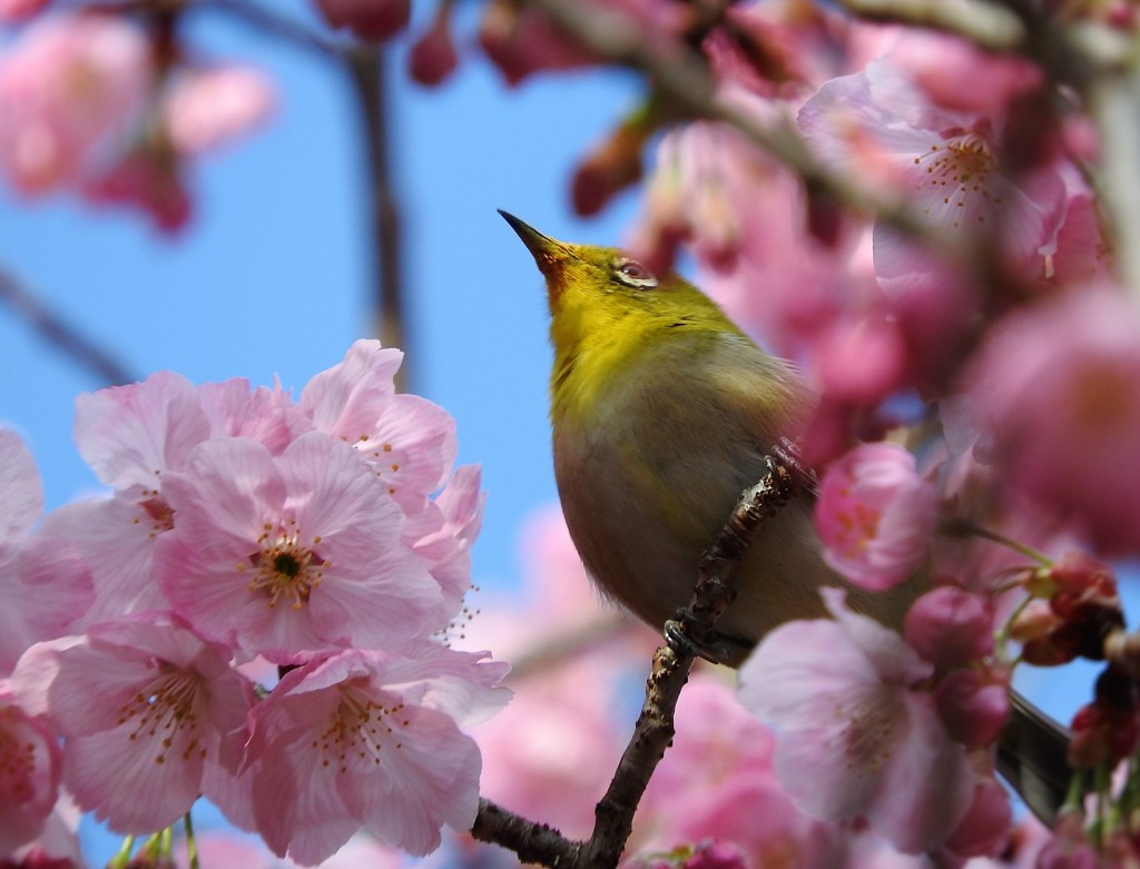 私はこっち