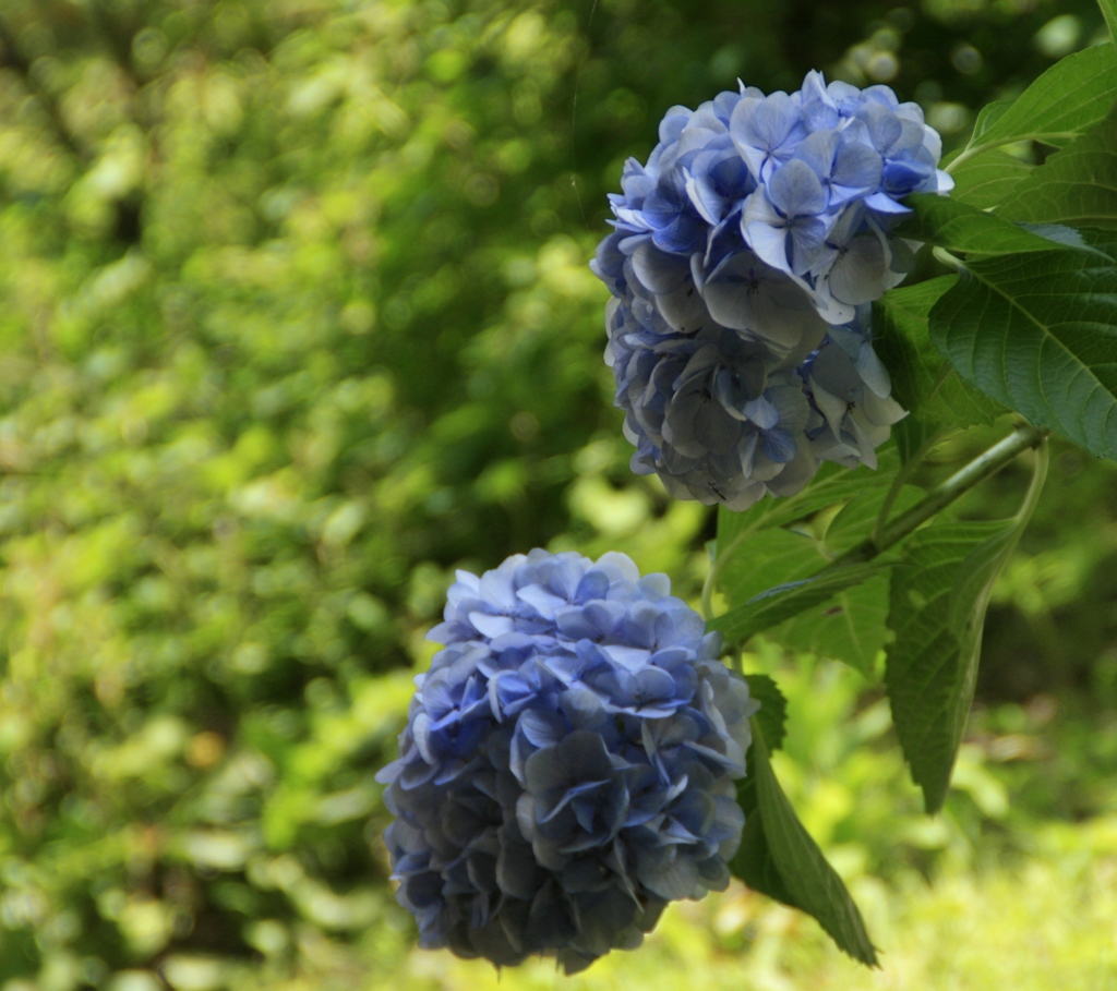 紫陽花　並んで