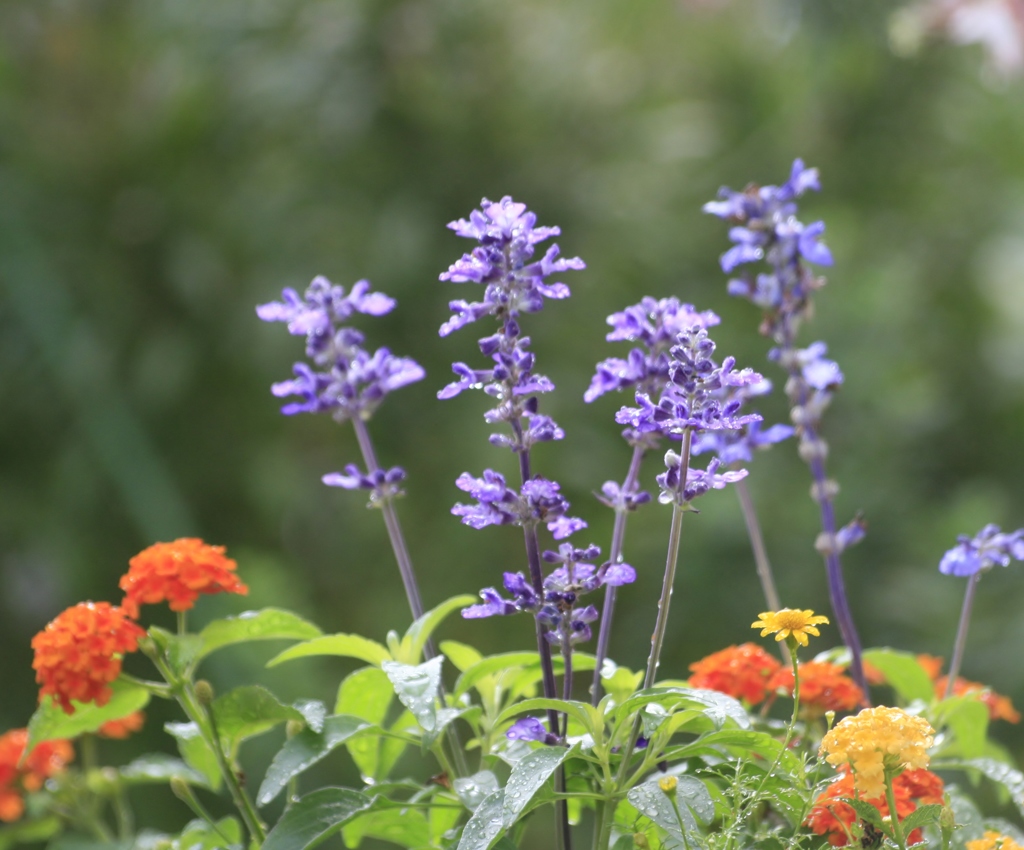 庭の花　寄せてみた