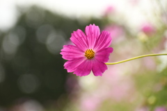 秋桜畑