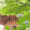 花のある風景　久米寺