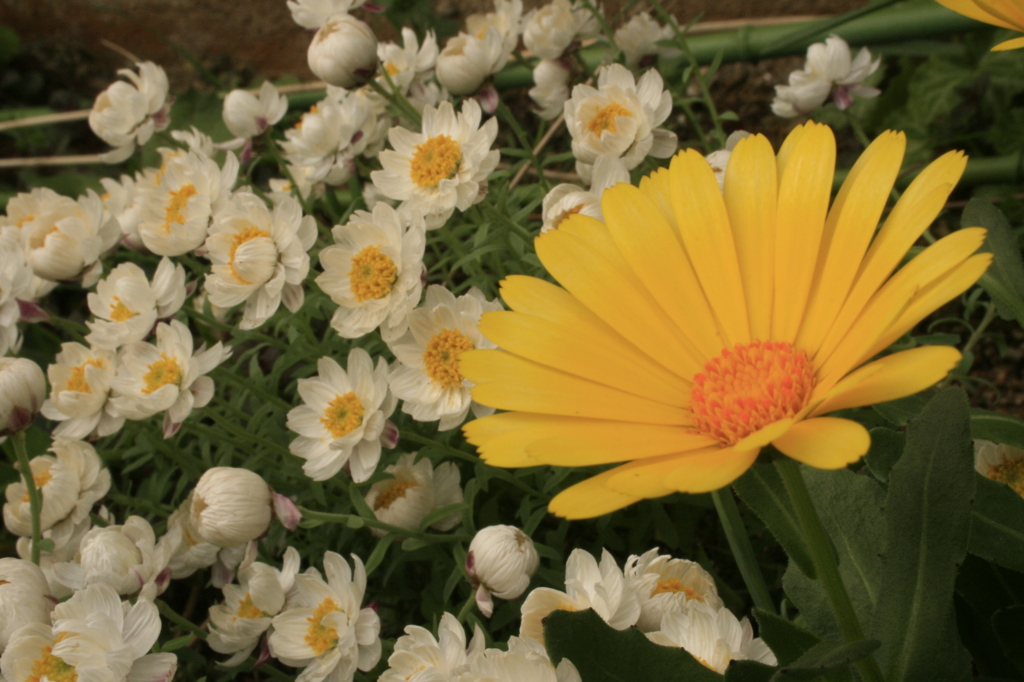 庭の花　黄白