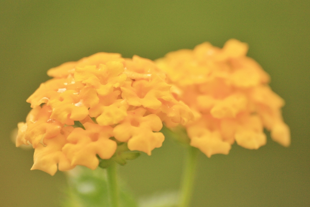 庭の花　寄せ植えからⅡ　