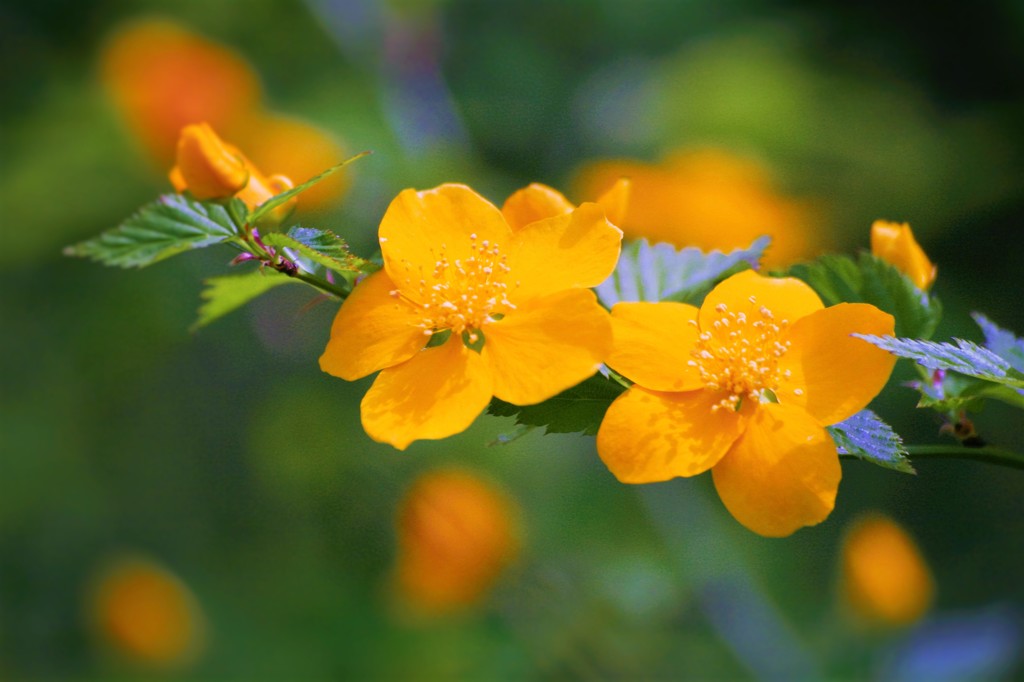 春の花　輝