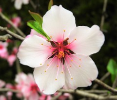 春の花　しべ