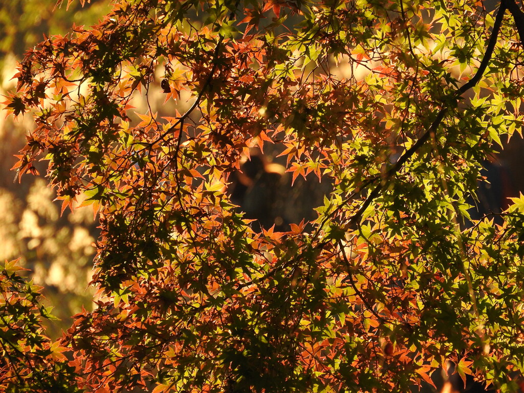 紅葉越しの