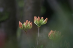 つぼみ　かな？