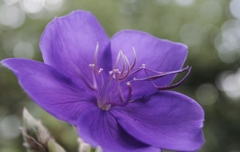 庭の花　実家にて (2)