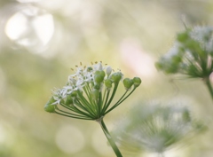庭の花　風に吹かれて