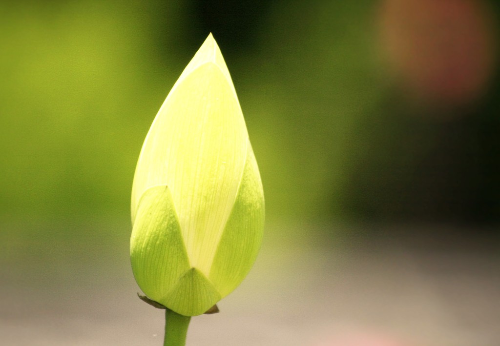 開花前