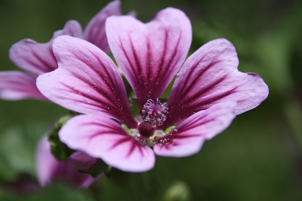 道端の花