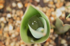 チューリップの杯