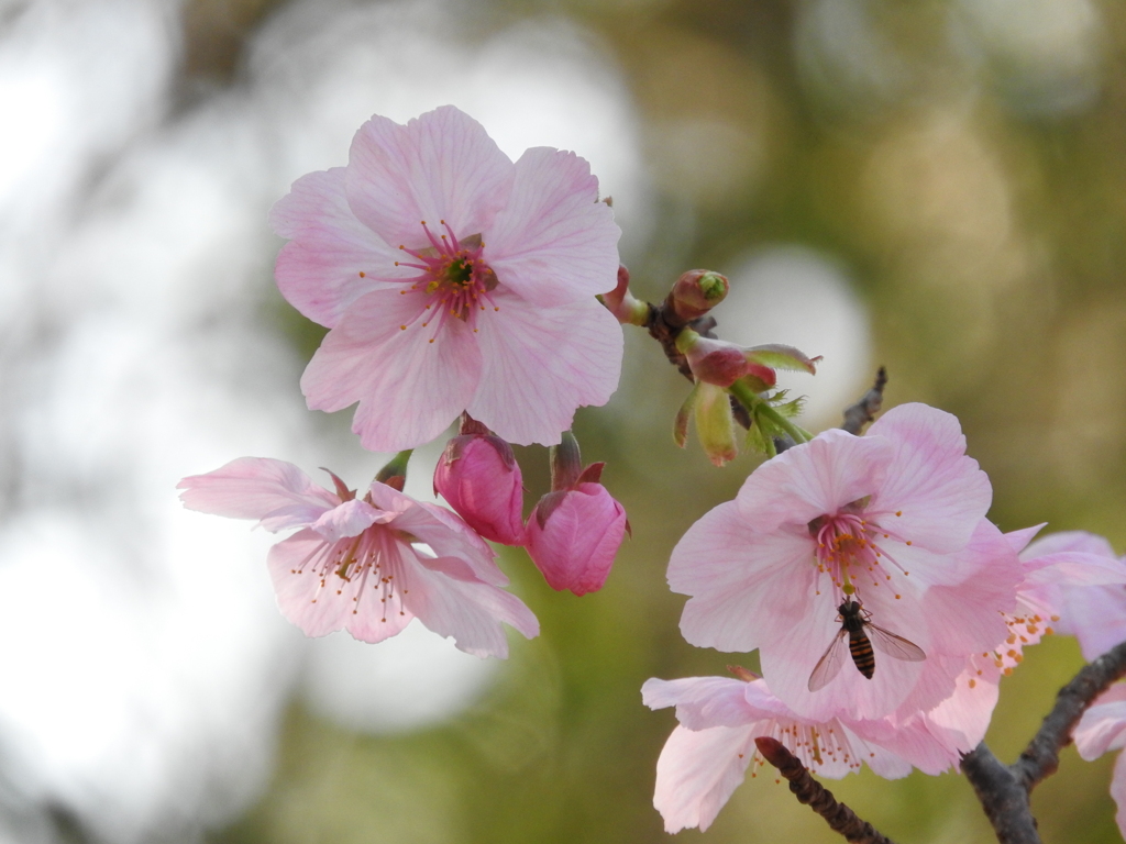 この花は今