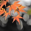 葉・白