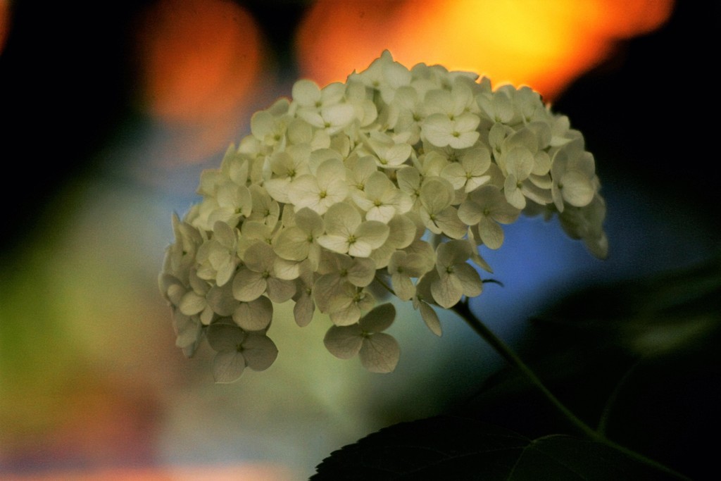 紫陽花 with Express