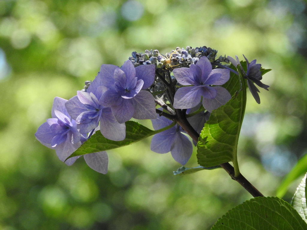 紫陽花と