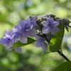 紫陽花と