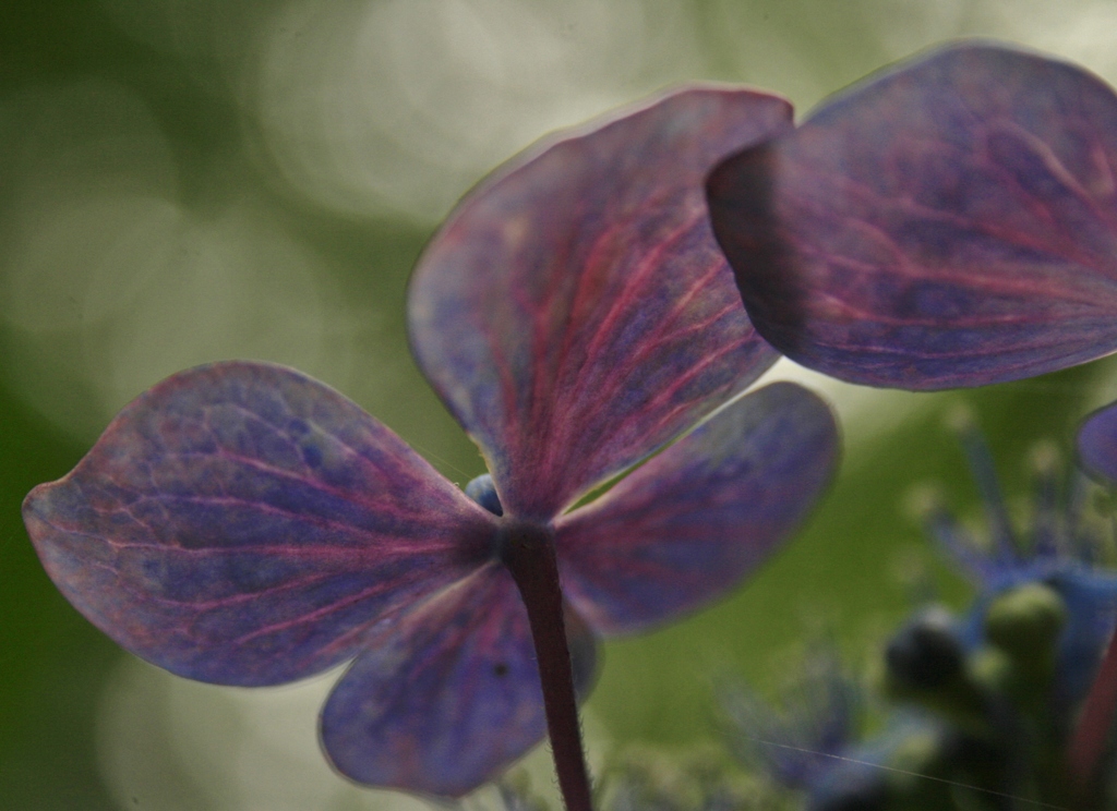 紫陽花滲むⅡ