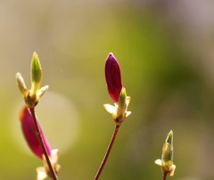 春の花　咲くよ