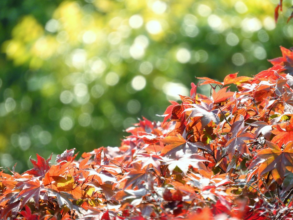 花の御寺の秋の紅