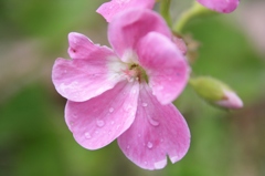 庭の花　ピンク