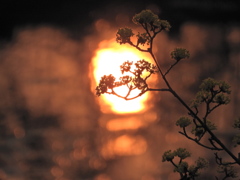 馬見の夕暮れ　サンシュユ