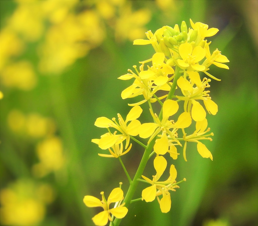 春の花　黄色