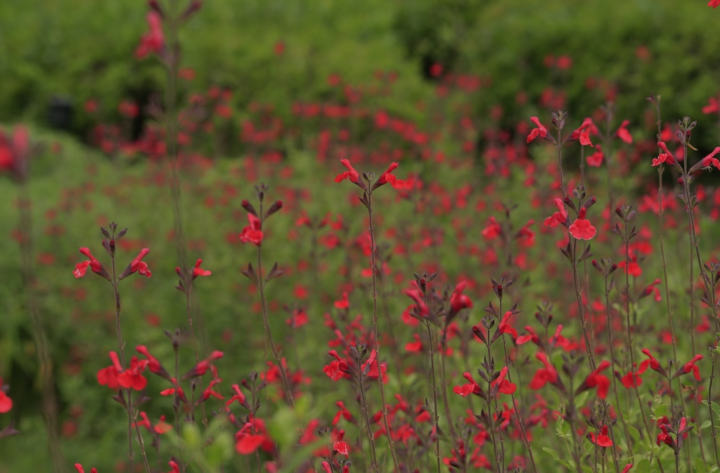 赤い花のある風景Ⅲ