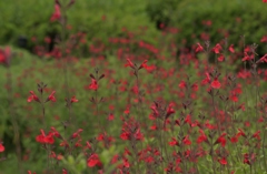赤い花のある風景Ⅲ