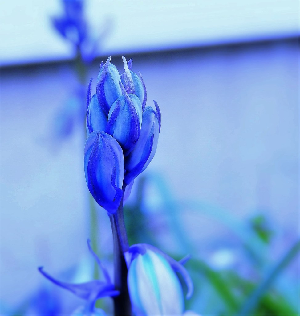 庭の花　ブルー