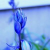 庭の花　ブルー