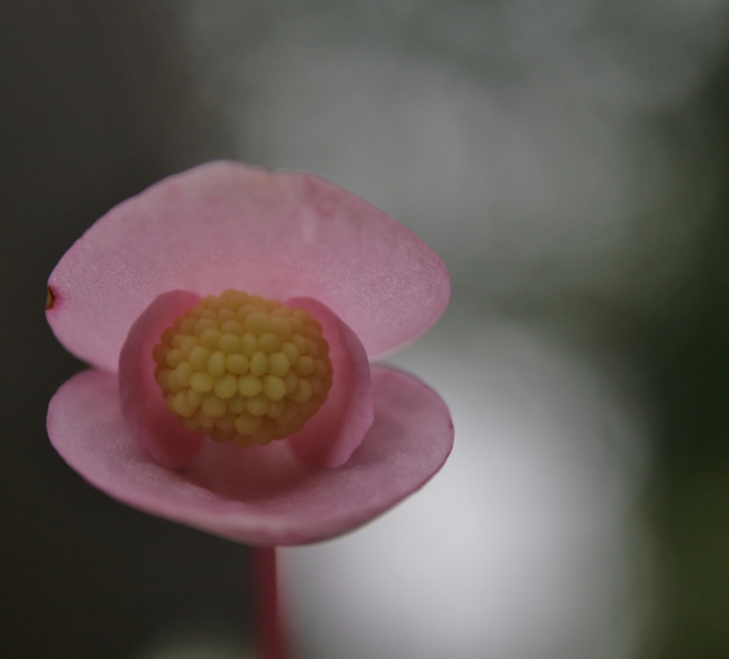 新作和菓子
