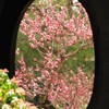 円窓亭の春